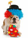 dog clown