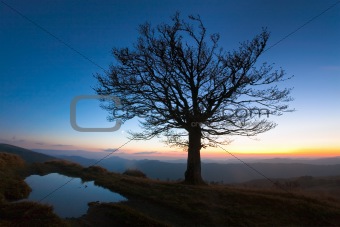 Lonely autumn tree on night mountain hill
