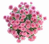 pink chrysanthemum