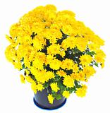 Yellow chrysanthemum in flowerpot isolated 