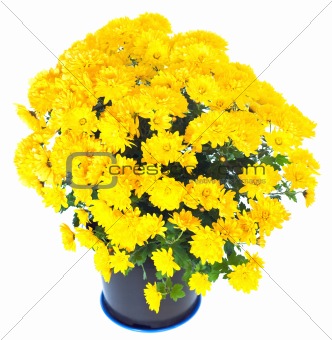 Yellow chrysanthemum in flowerpot isolated 