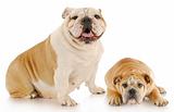 bulldog mother and puppy