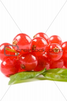 Currants on white background