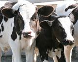 Holstein dairy calves