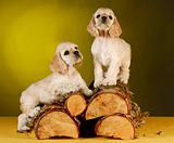 puppies climbing on wood