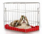 dog in a crate