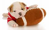 puppy with football