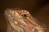 Head Detail of a Central Bearded Dragon