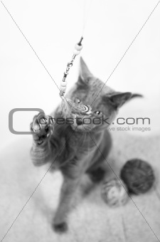Portrait of a Russian Blue Cat Playing