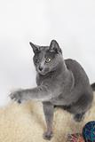 Portrait of a Russian Blue Cat Playing