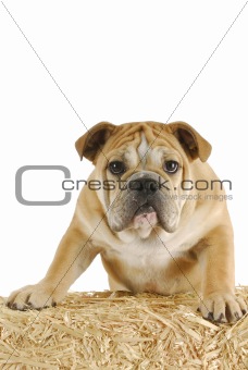 dog on bale of straw
