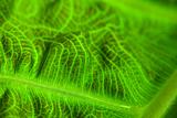 Abstract Leaf Macro