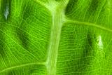 Abstract Leaf Macro