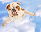dog flying in the sky