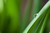 Dew Drop on Green Leaf