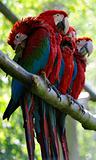 Macaw birds
