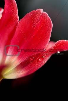 Tulip with dew drops