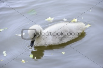 Baby swan
