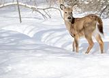 Whitetail Deer Yearling