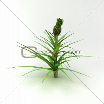 Plant pineapple at the white background