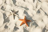 Couple of starfish lying on a tropical beach