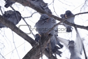 pigeon sitting on a branch