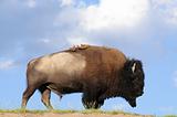 iconic buffalo