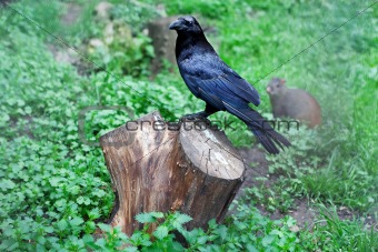 corbie black bird stump