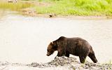 Grizzly bear by stream