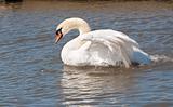 Male mute swan flapping wings 