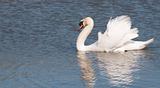 Male mute swan flapping wings