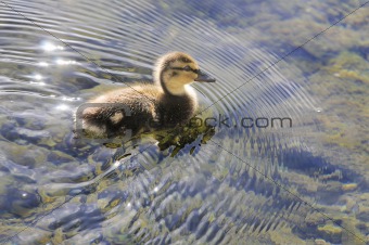 duckling making ripples
