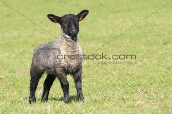 young lamb looking inquisitive