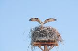 Osprey on nest