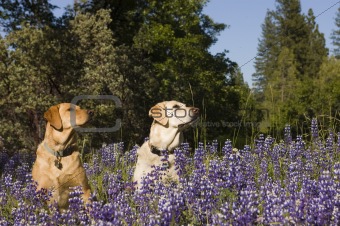 Two Labradors sitting in the wildlflowers