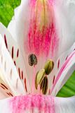 Pink lily flower closeup view