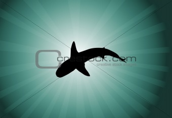 shark in the water 
