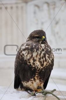 eagle bird closeup