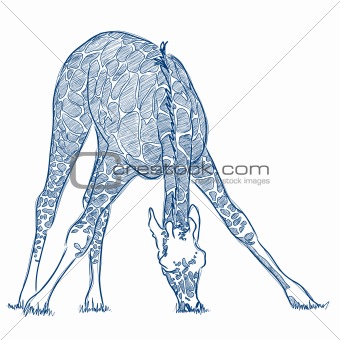 Vector pen sketch of a giraffe