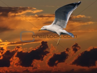 seagull in sunset