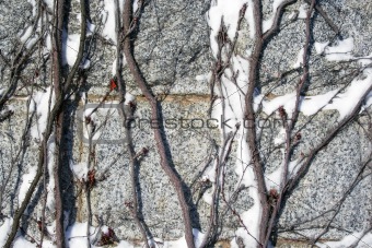 Snowy vines for background