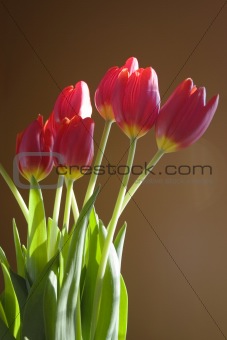 Red tulips in morning light