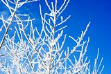Frosted branches against blue sky