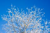 Frost covered tree branches