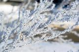 Crystallize snow on tree branch