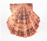 Brownish sea shell