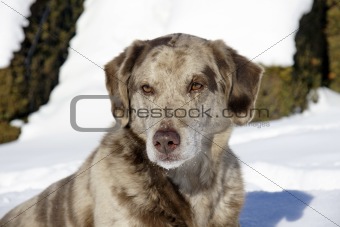 Serious dog on snow