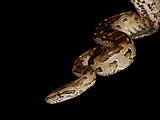 Southern African python