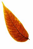 isolated brown leaf on white background