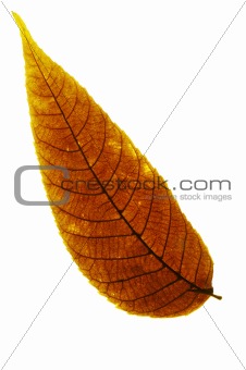isolated brown leaf on white background